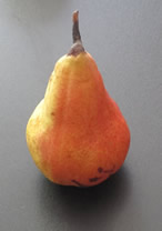 Quebec Pear