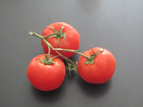 Quebec Tomatoes